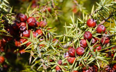 free to use juniper berry image