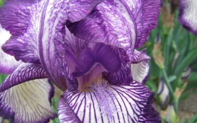 orris root iris flower